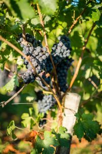pied de vigne